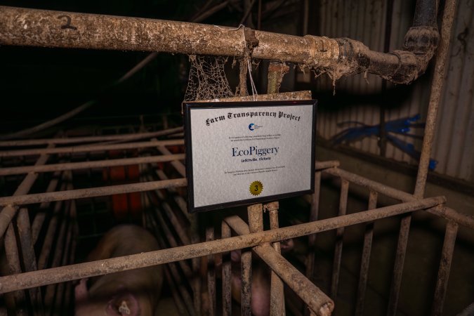FTP Pig Industry Awards - 2025