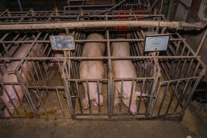 FTP Pig Industry Awards - 2025