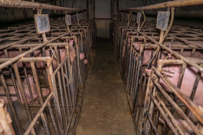 FTP Pig Industry Awards - 2025