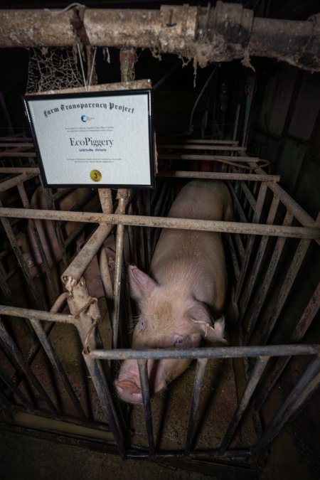 FTP Pig Industry Awards - 2025