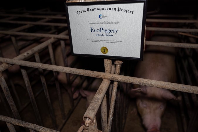 FTP Pig Industry Awards - 2025