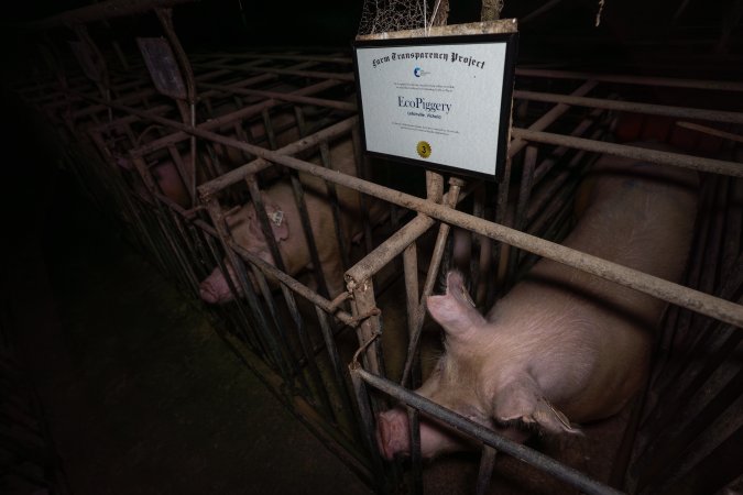 FTP Pig Industry Awards - 2025