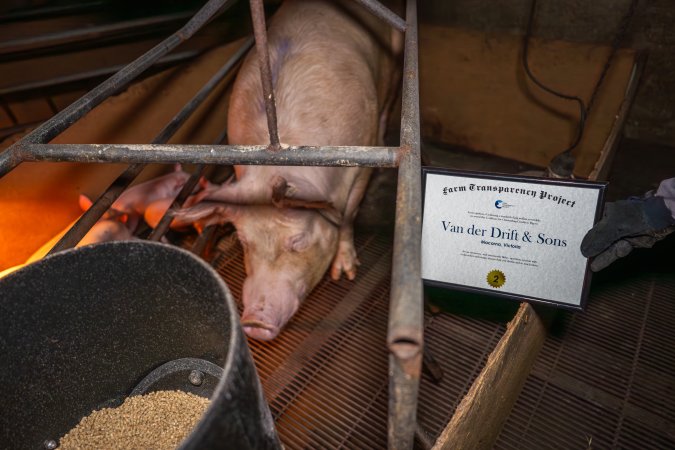 FTP Pig Industry Awards - 2025