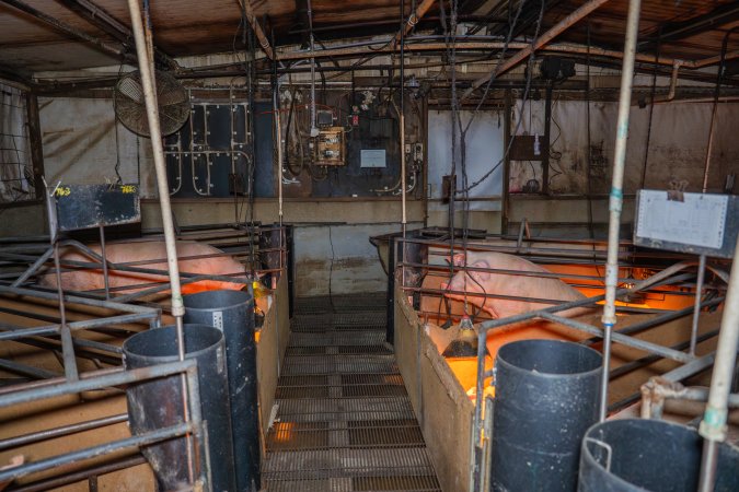 FTP Pig Industry Awards - 2025