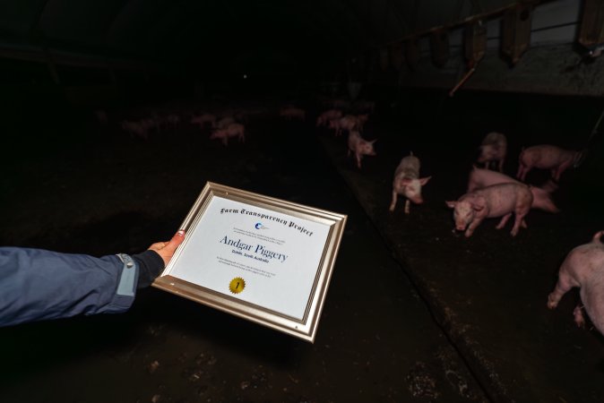 FTP Pig Industry Awards - 2025