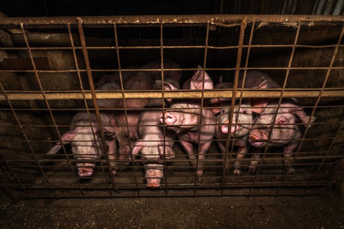 FTP Pig Industry Awards - 2025