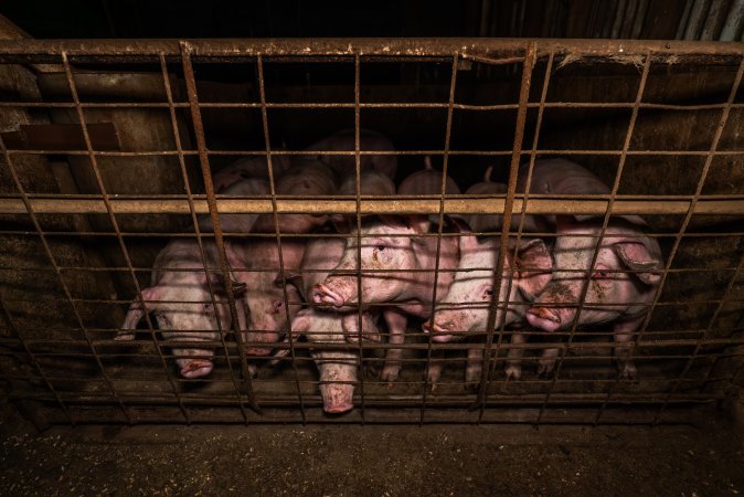 FTP Pig Industry Awards - 2025