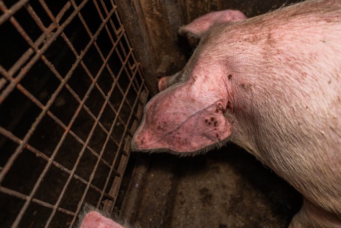 FTP Pig Industry Awards - 2025