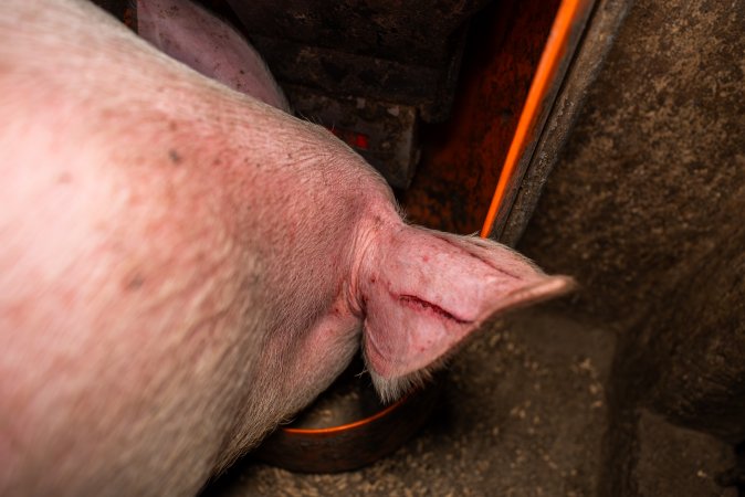 FTP Pig Industry Awards - 2025