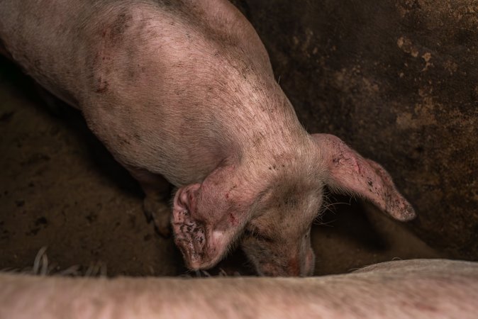 FTP Pig Industry Awards - 2025