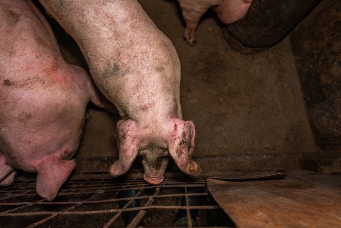 FTP Pig Industry Awards - 2025