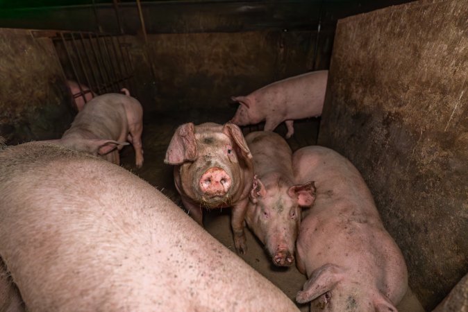 FTP Pig Industry Awards - 2025