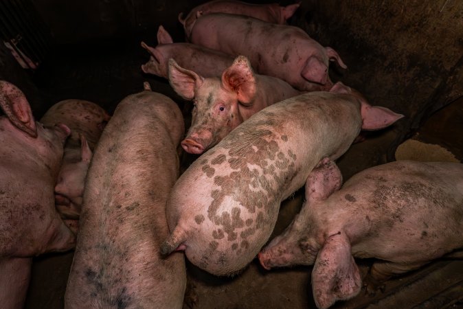 FTP Pig Industry Awards - 2025