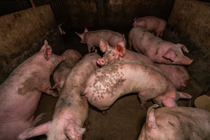 FTP Pig Industry Awards - 2025