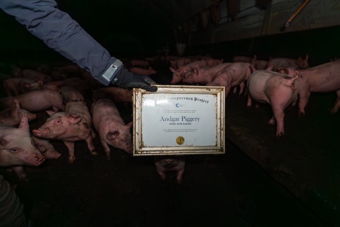 FTP Pig Industry Awards - 2025