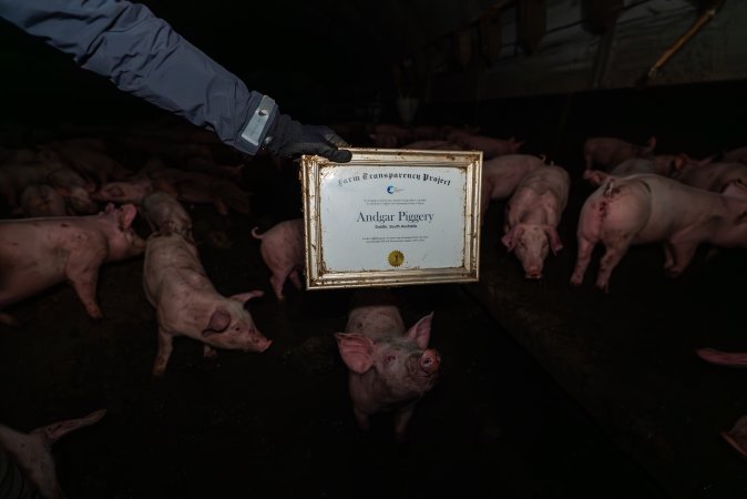 FTP Pig Industry Awards - 2025