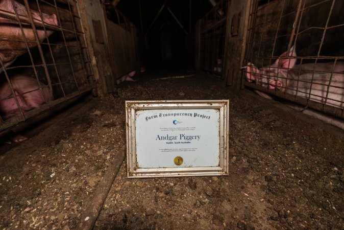 FTP Pig Industry Awards - 2025