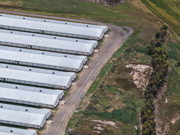 Drone flyover of broiler (meat) chicken farm