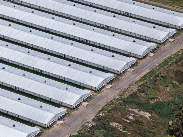 Drone flyover of broiler (meat) chicken farm