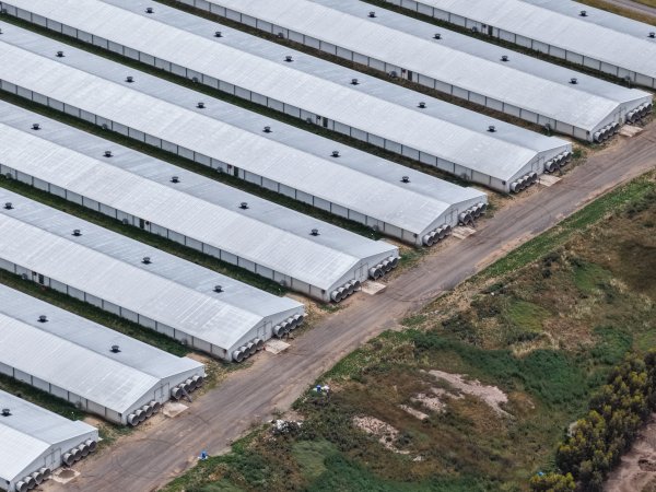 Drone flyover of broiler (meat) chicken farm
