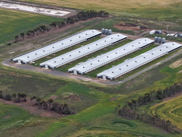 Drone flyover of broiler (meat) chicken farm