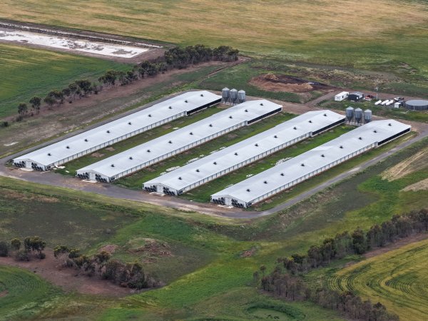 Drone flyover of broiler (meat) chicken farm