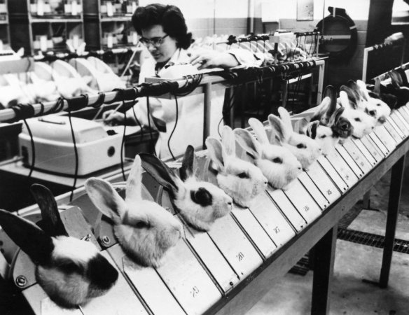 Rabbits being tested on at Squibb Institute, New Brunswick, NJ. 1957