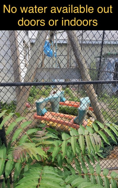 Dawn Animal Agency Evidence