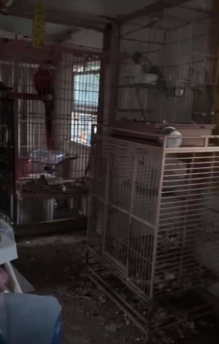 Dawn Animal Agency Evidence