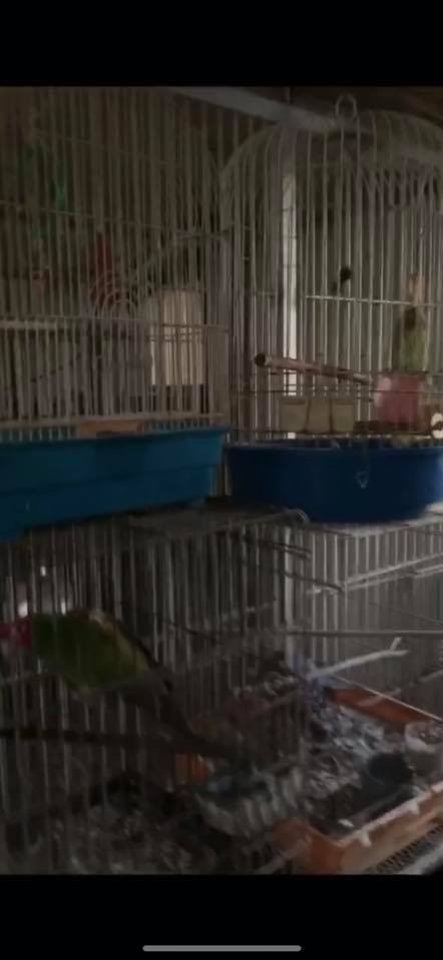 Dawn Animal Agency Evidence