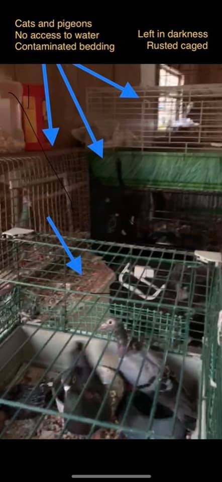 Dawn Animal Agency Evidence