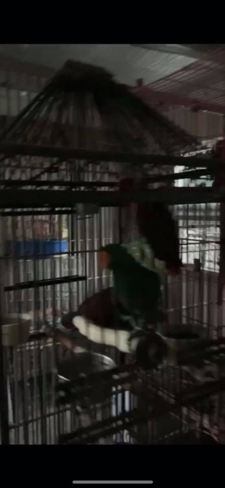 Dawn Animal Agency Evidence