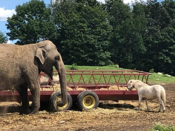 Dawn Animal Agency Evidence