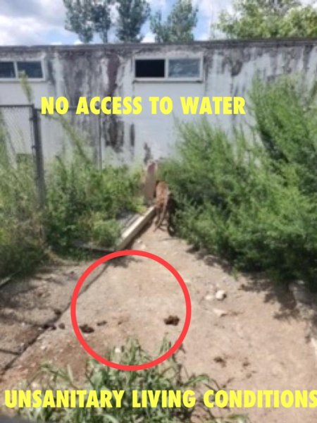 Dawn Animal Agency Evidence