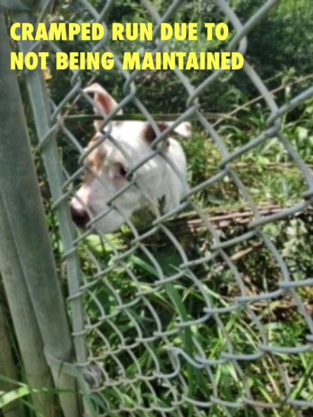 Dawn Animal Agency Evidence