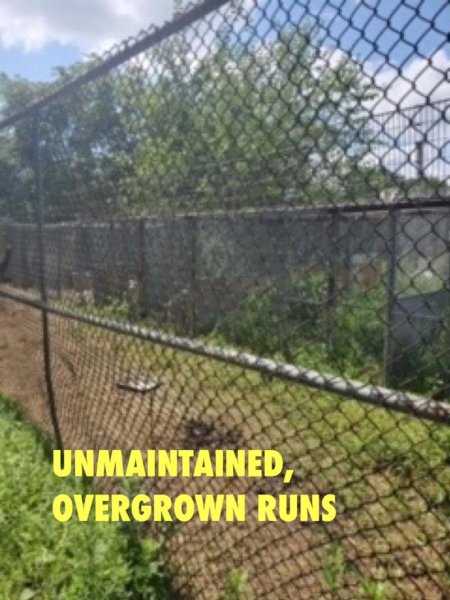 Dawn Animal Agency Evidence