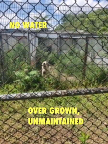 Dawn Animal Agency Evidence