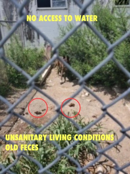 Dawn Animal Agency Evidence