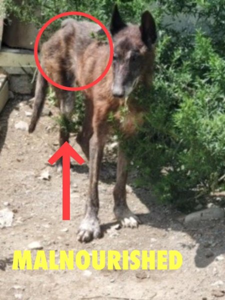 Dawn Animal Agency Evidence