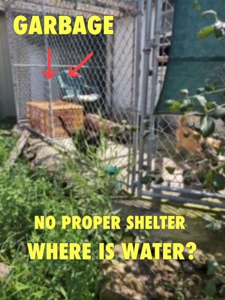 Dawn Animal Agency Evidence