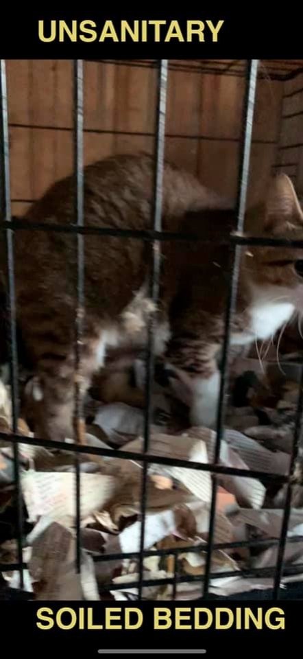 Dawn Animal Agency Evidence