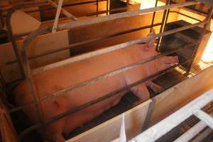 Farrowing Crates at Balpool Station Piggery NSW - Captured at Balpool Station Piggery, Niemur NSW Australia.