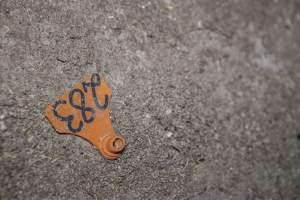 Ear tag on floor - Australian pig farming - Captured at Golden Grove Piggery, Young NSW Australia.