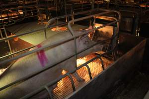 Farrowing crates at Wonga Piggery NSW - Australian pig farming - Captured at Wonga Piggery, Young NSW Australia.