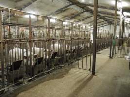 Sows in mating cages - Australian pig farming - Captured at Templemore Piggery, Murringo NSW Australia.