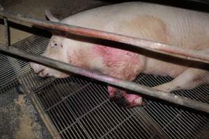 Sow with bloody chewed leg - In late October 2013, a sow was discovered in a terrible condition, unable to move, with large bloody wounds on both of her front legs. She could not reach food or water. Activists were able to find a dish and fill it with water to give to her, and after some initial hesitance, she began frantically drinking litre after litre.
Many other sows were found with large untreated injuries, most of them in the sow stalls.
Activists called police the following morning, but nobody was sent until three days later. The police were advised by the owners that the sow had suffered severe prolapses after giving birth to a litter of stillborns, damaging the nerves in her back legs and leaving her partially paralysed. The owners had called in a vet sometime on Thursday 24th or Friday 25th October, who suggested they leave her over the weekend to see if her condition improved, and if not, to