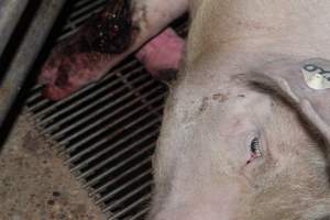 Injured sow in crate - In late October 2013, a sow was discovered in a terrible condition, unable to move, with large bloody wounds on both of her front legs. She could not reach food or water. Activists were able to find a dish and fill it with water to give to her, and after some initial hesitance, she began frantically drinking litre after litre.
Many other sows were found with large untreated injuries, most of them in the sow stalls.
Activists called police the following morning, but nobody was sent until three days later. The police were advised by the owners that the sow had suffered severe prolapses after giving birth to a litter of stillborns, damaging the nerves in her back legs and leaving her partially paralysed. The owners had called in a vet sometime on Thursday 24th or Friday 25th October, who suggested they leave her over the weekend to see if her condition improved, and if not, to