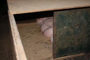 Weaner pen at Springview Piggery NSW - Australian pig farming - Captured at Springview Piggery, Gooloogong NSW Australia.