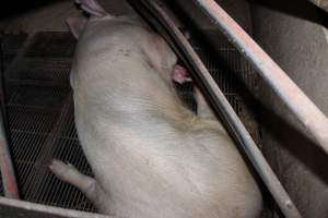 Injured sow in crate - In late October 2013, a sow was discovered in a terrible condition, unable to move, with large bloody wounds on both of her front legs. She could not reach food or water. Activists were able to find a dish and fill it with water to give to her, and after some initial hesitance, she began frantically drinking litre after litre.
Many other sows were found with large untreated injuries, most of them in the sow stalls.
Activists called police the following morning, but nobody was sent until three days later. The police were advised by the owners that the sow had suffered severe prolapses after giving birth to a litter of stillborns, damaging the nerves in her back legs and leaving her partially paralysed. The owners had called in a vet sometime on Thursday 24th or Friday 25th October, who suggested they leave her over the weekend to see if her condition improved, and if not, to