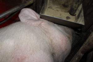 Sow with head under feed tray - Australian pig farming - Captured at Springview Piggery, Gooloogong NSW Australia.